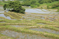 せんがまち棚田