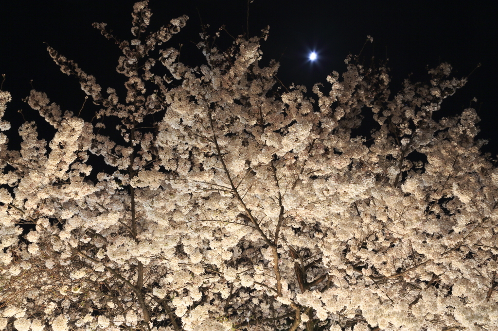 夜桜と月