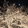 夜桜と月