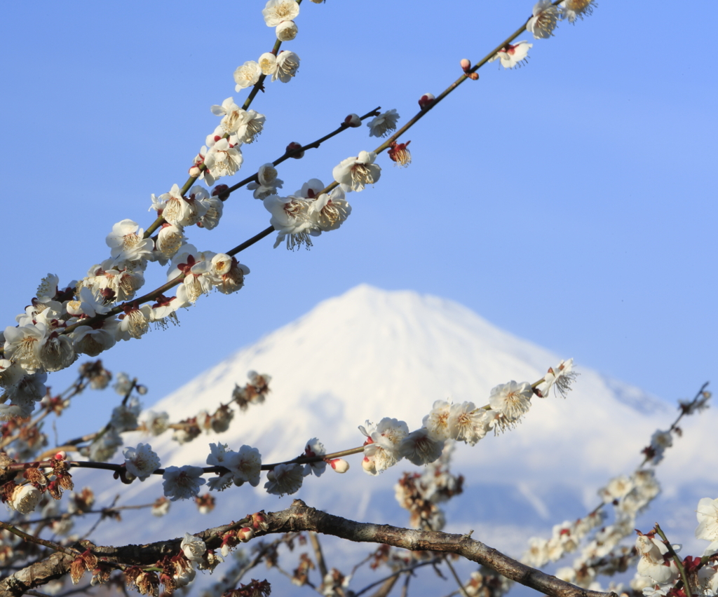 梅と富士山