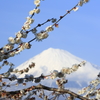 梅と富士山