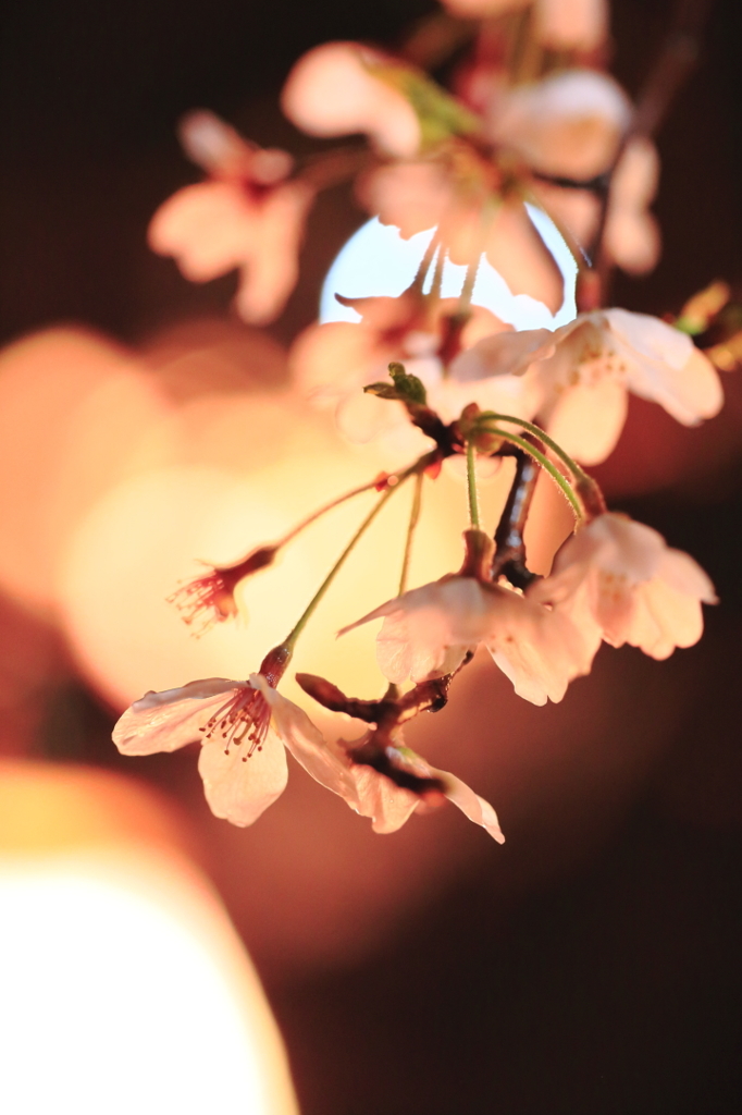 夜桜