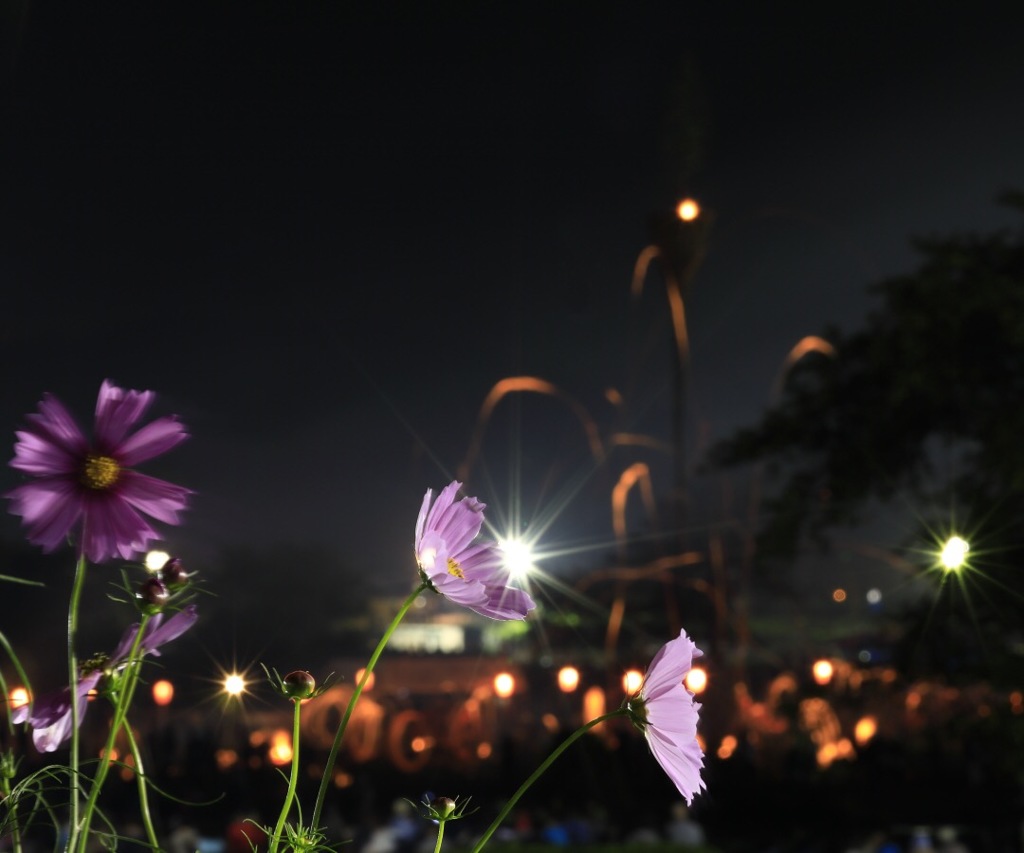 コスモス夜景