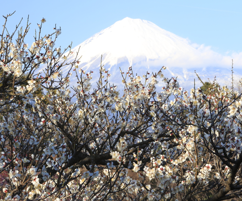 梅と富士山