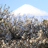 梅と富士山