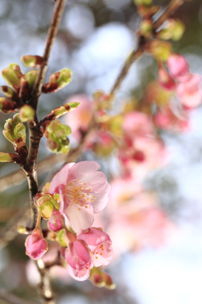 桜