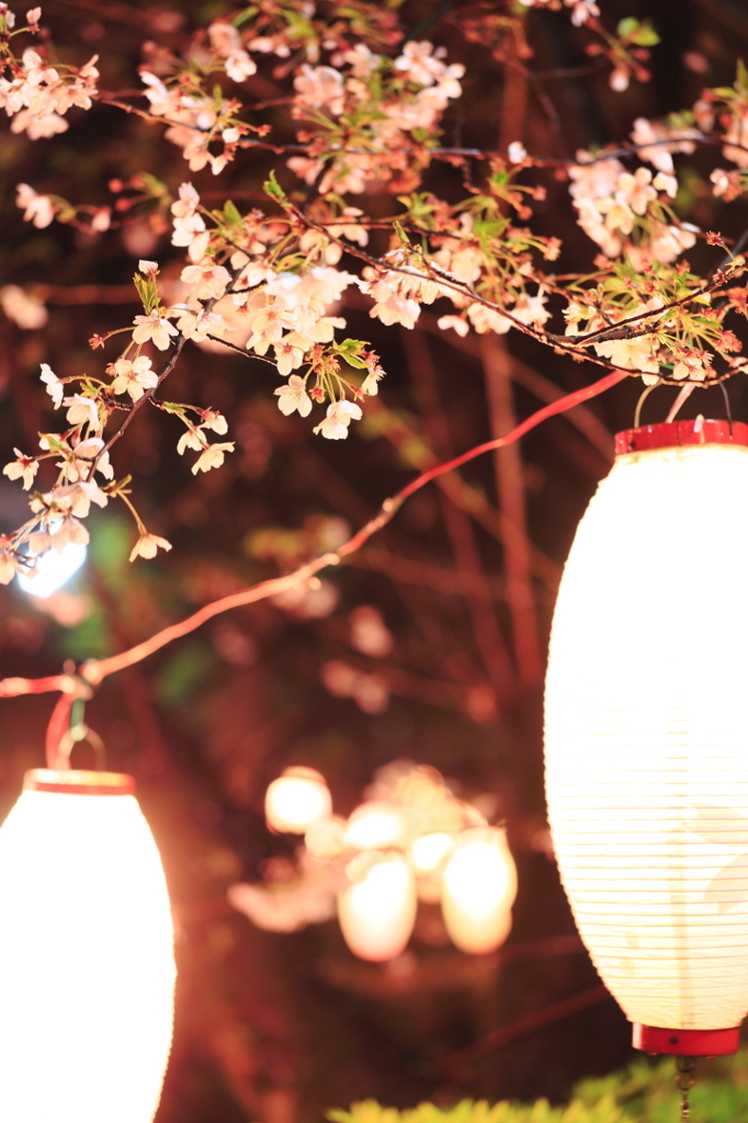 夜桜と提灯ライトアップ