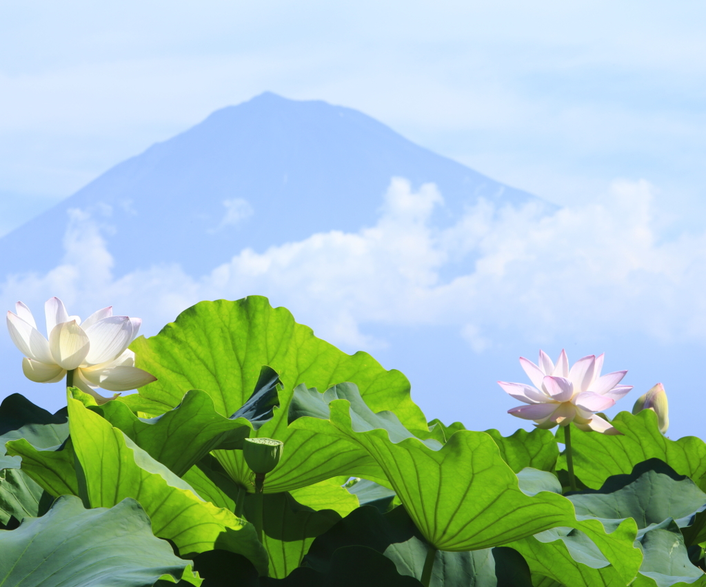 蓮と富士山