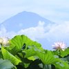 蓮と富士山