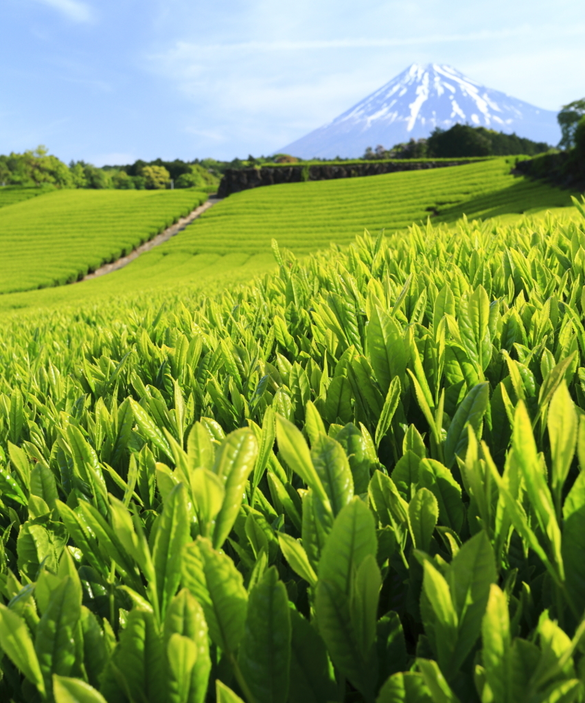 お茶の新芽と富士山