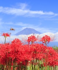 彼岸花と富士山