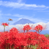 彼岸花と富士山