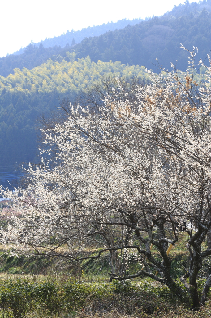 里山の春