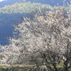 里山の春