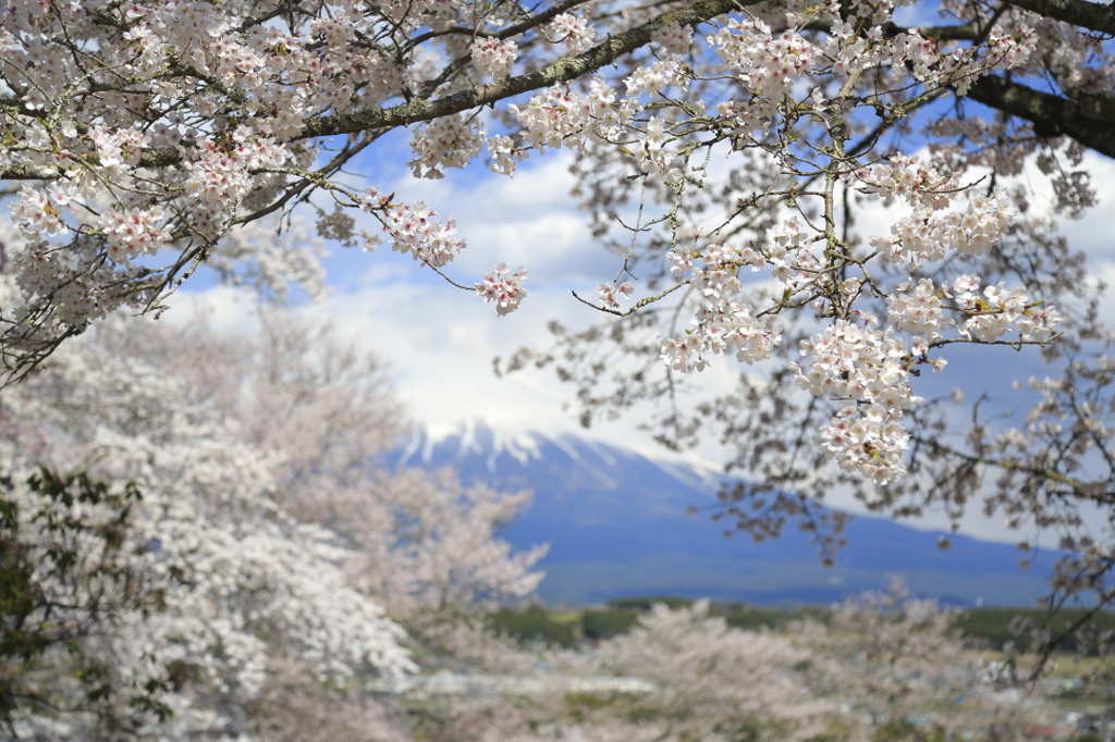 桜と富士山