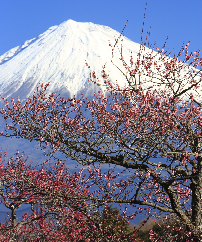 梅と富士山