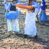 桜えび天日干し