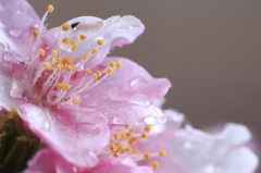 雨の日の寒桜
