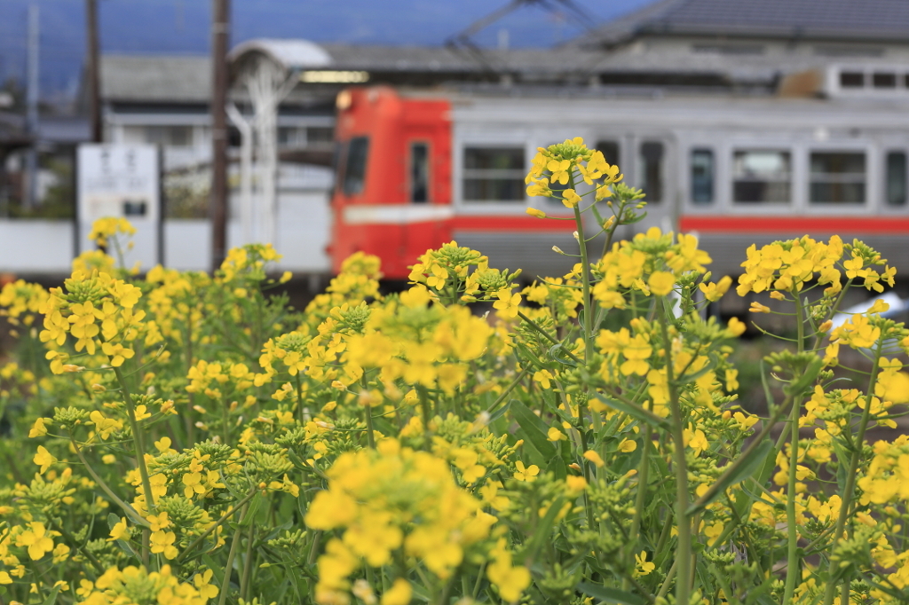 菜の花と岳南電車