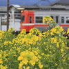 菜の花と岳南電車
