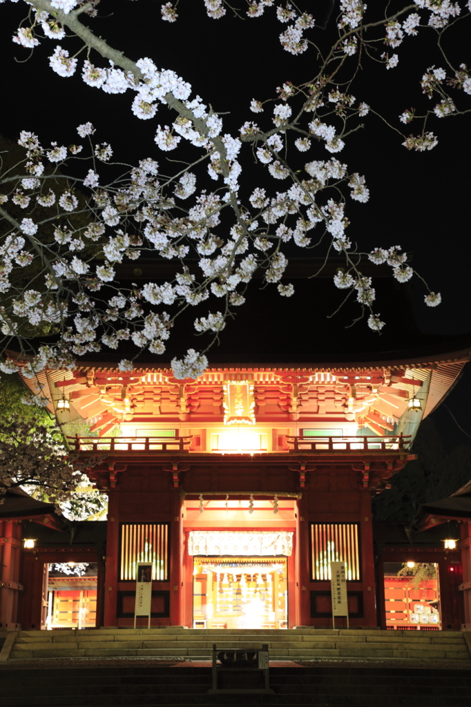 桜