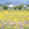 れんげと菜の花と新幹線