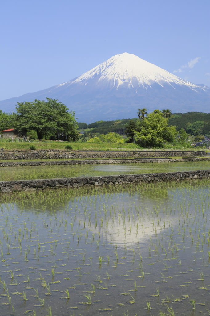田んぼと富士山