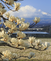 白木蓮と富士山