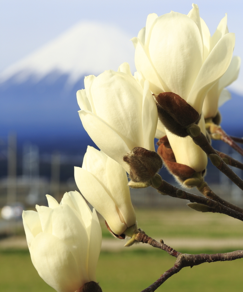 白木蓮と富士山