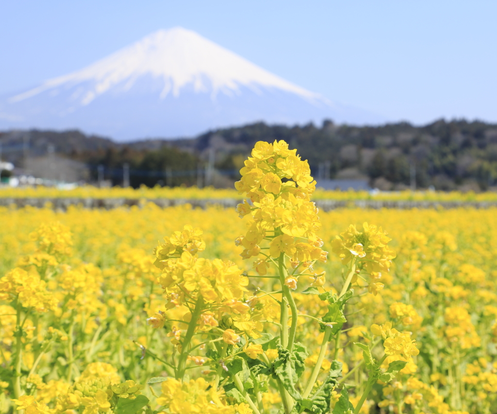 菜の花と富士山