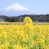 菜の花と富士山
