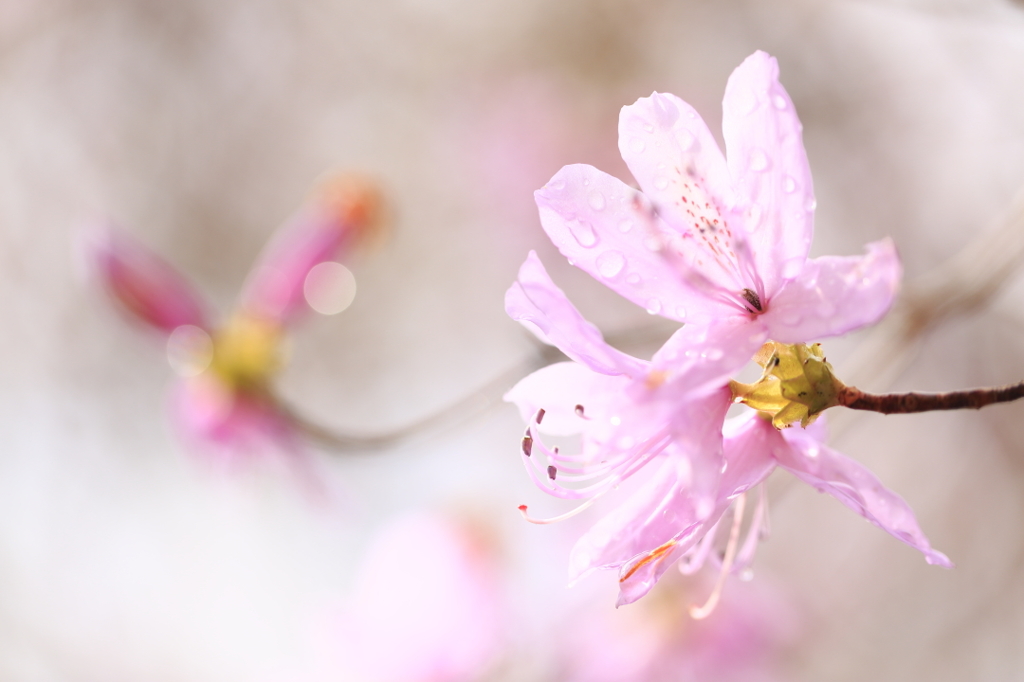 つつじ