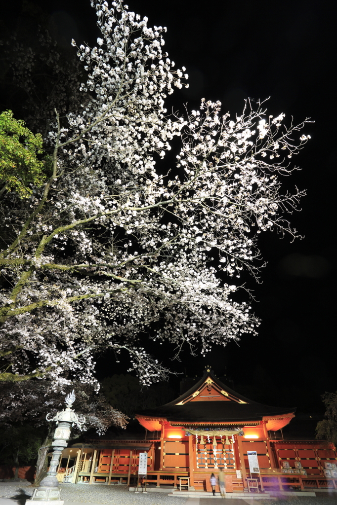 桜
