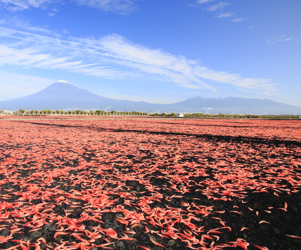 桜えび天日干し
