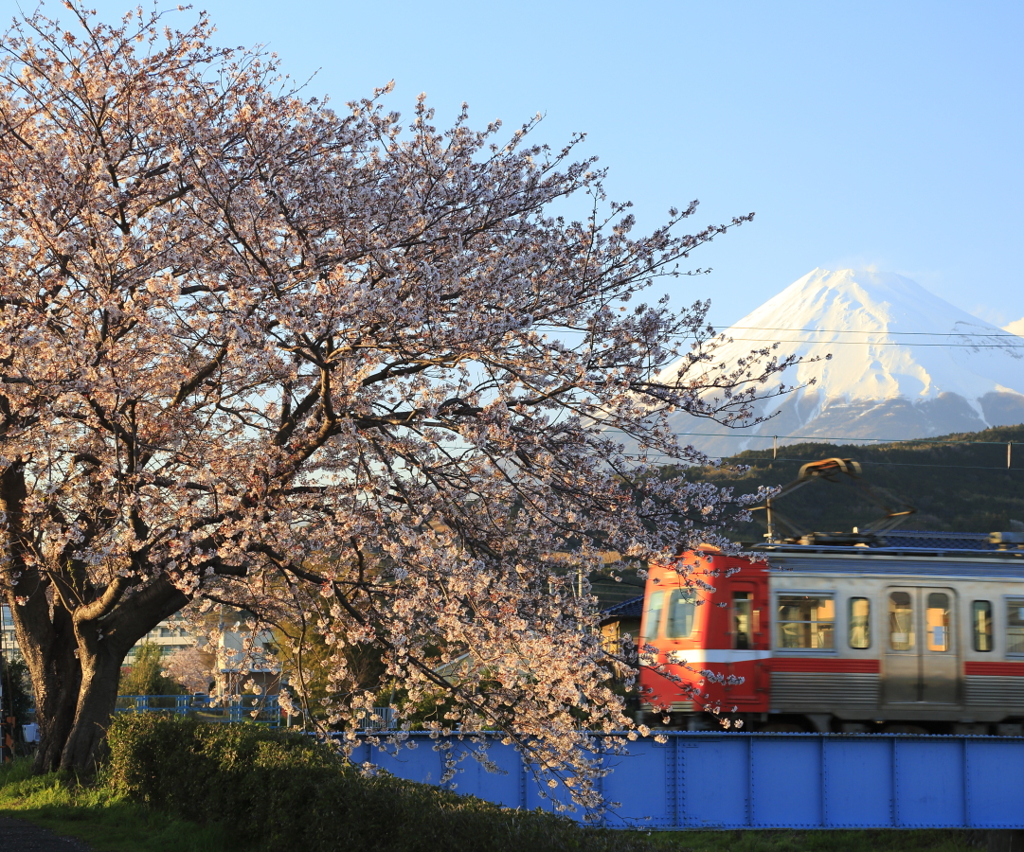 桜と富士山と岳南鉄道