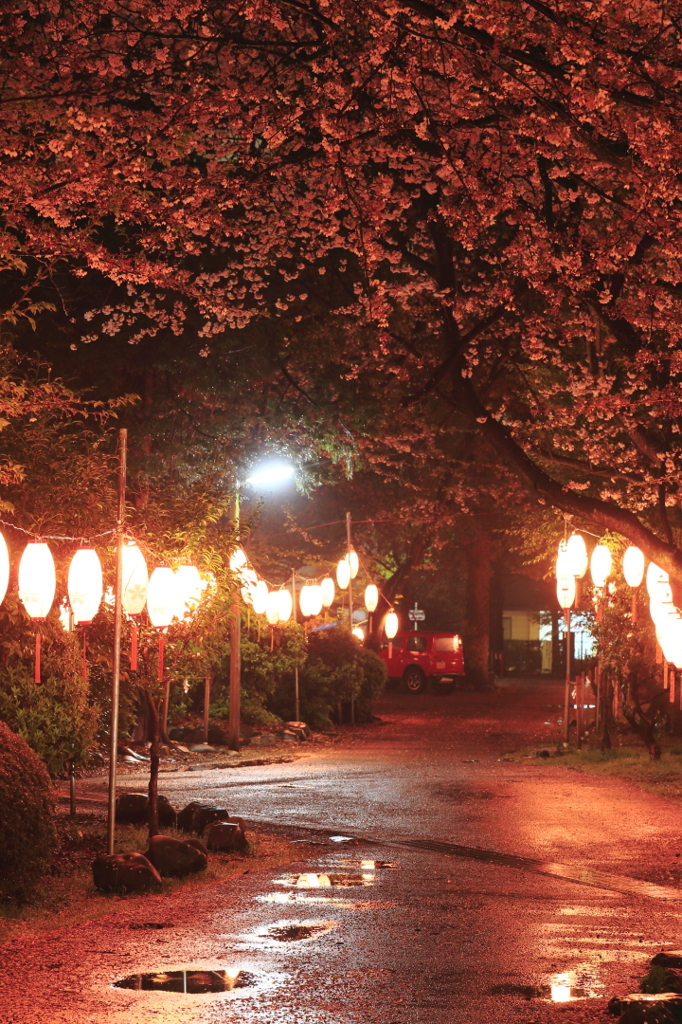 夜桜