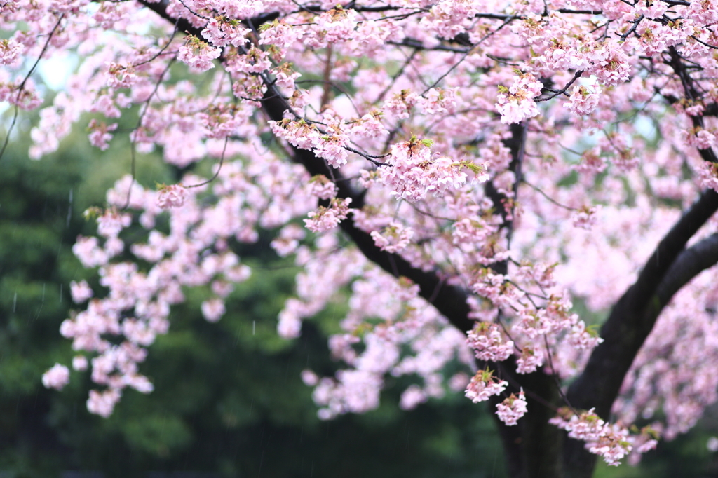 雨の日の寒桜