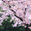 雨の日の寒桜