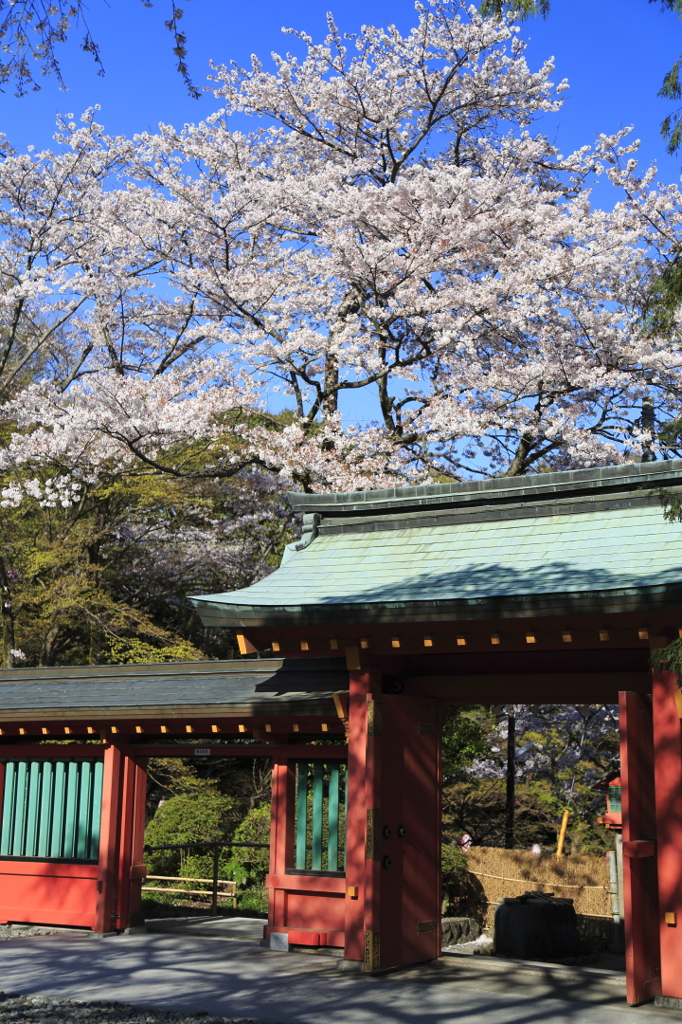 桜