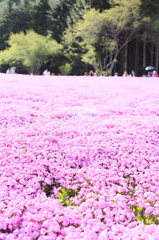芝桜