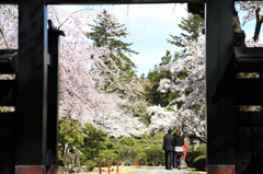 桜