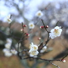 雨の梅