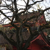 富士山本宮浅間大社