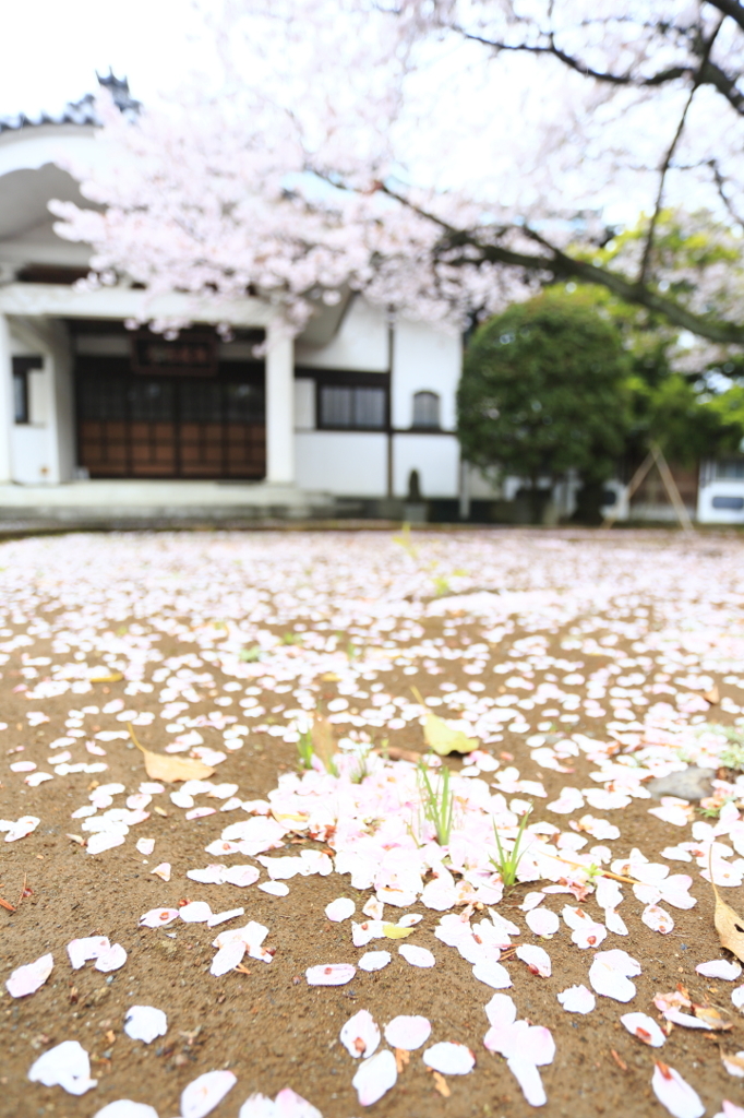 桜の絨毯