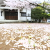 桜の絨毯