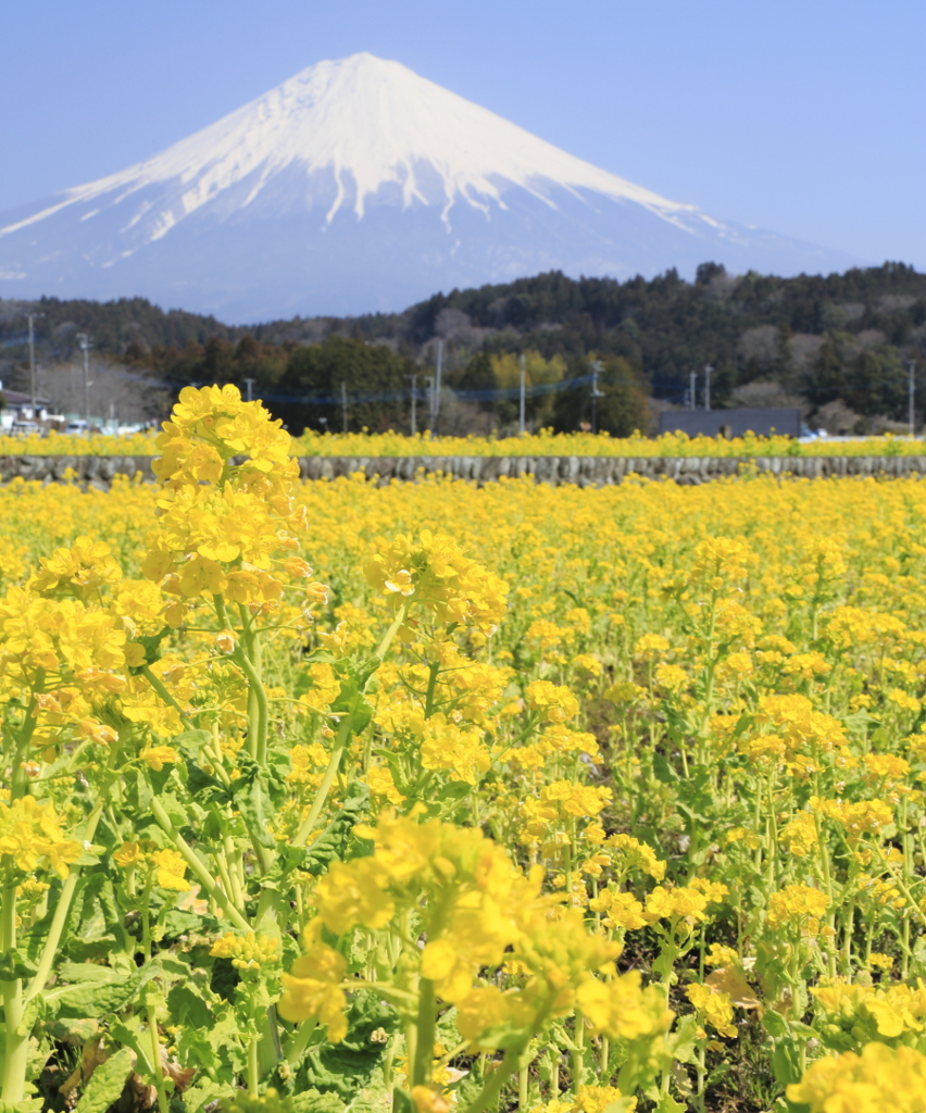 菜の花と富士山