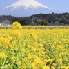 菜の花と富士山
