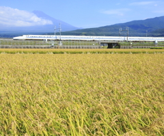 稲穂と富士山