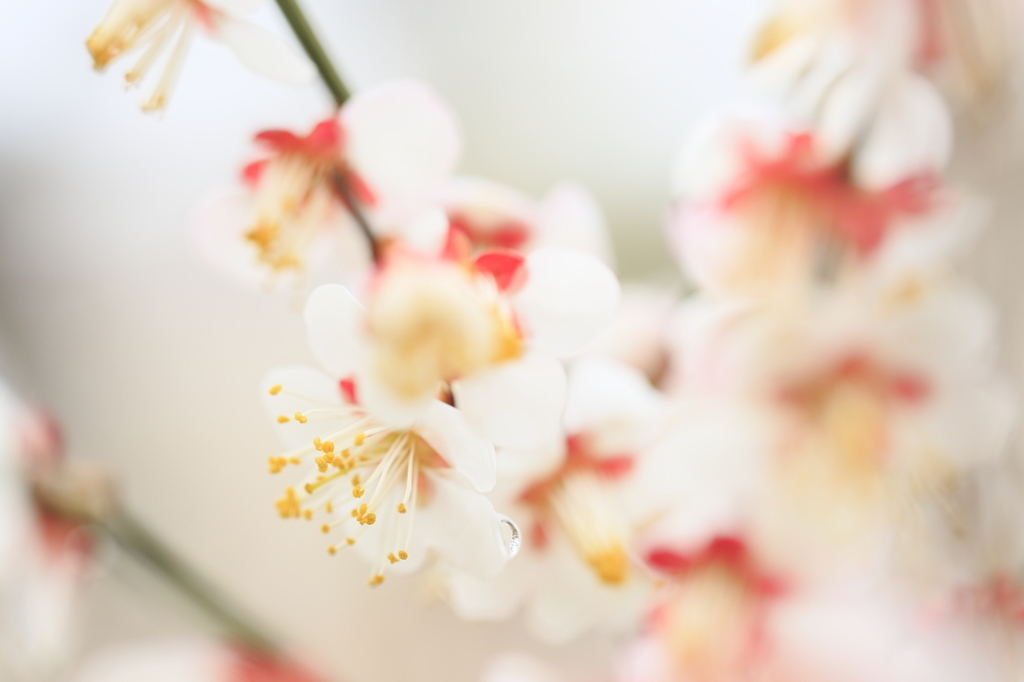 梅