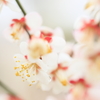 梅